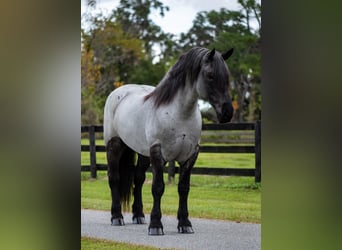 Draft Horse Mix, Gelding, 8 years, 17 hh