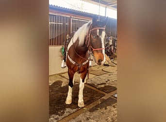 Draft Horse, Gelding, 8 years, 17 hh