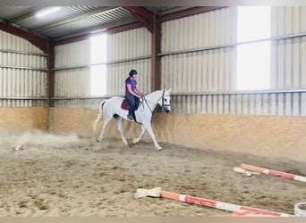 Draft Horse, Gelding, 8 years, 17,1 hh, Gray