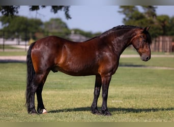 Draft Horse Mix, Gelding, 8 years, Bay
