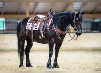 Draft Horse Mix, Gelding, 8 years, Black