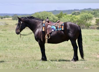 Draft Horse Mix, Gelding, 8 years, Black