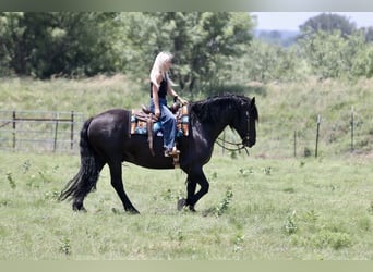 Draft Horse Mix, Gelding, 8 years, Black