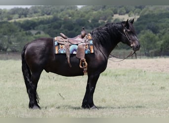 Draft Horse Mix, Gelding, 8 years, Black