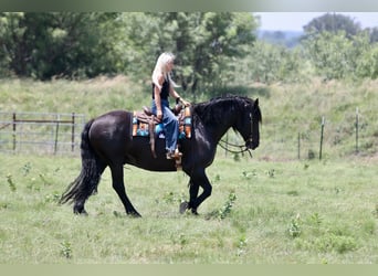 Draft Horse Mix, Gelding, 8 years, Black