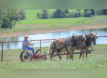 Draft Horse Mix, Gelding, 8 years
