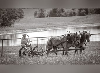 Draft Horse Mix, Gelding, 8 years