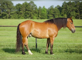 Draft Horse, Gelding, 8 years, Dun