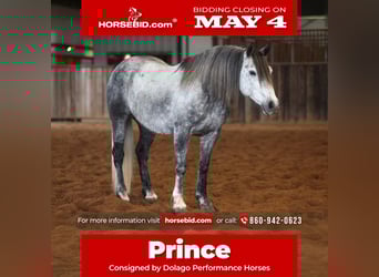 Draft Horse Mix, Gelding, 8 years, Grey