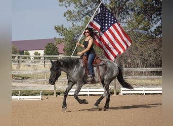 Draft Horse, Gelding, 8 years, Roan-Blue