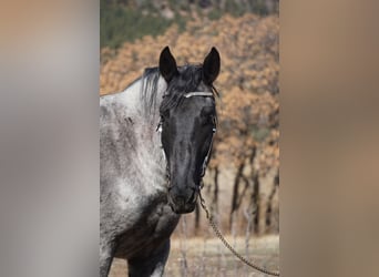 Draft Horse, Gelding, 8 years, Roan-Blue