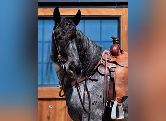 Draft Horse Mix, Gelding, 8 years, Roan-Blue