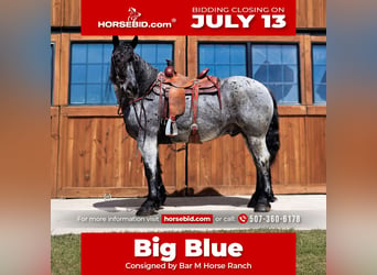 Draft Horse Mix, Gelding, 8 years, Roan-Blue