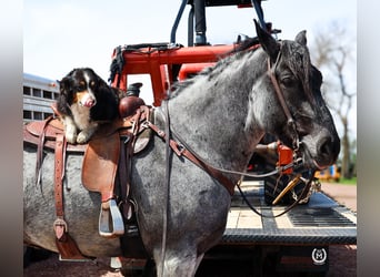 Draft Horse Mix, Gelding, 8 years, Roan-Blue