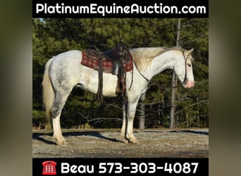 Draft Horse, Gelding, 8 years, Tobiano-all-colors