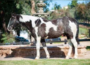 Draft Horse, Gelding, 8 years, Tobiano-all-colors
