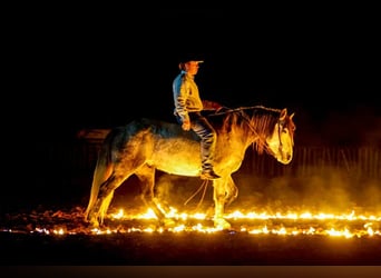 Draft Horse, Gelding, 9 years, 14.3 hh, Grey