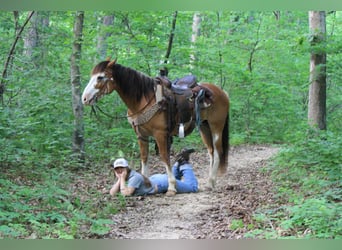 Draft Horse, Gelding, 9 years, 14,2 hh, Sabino