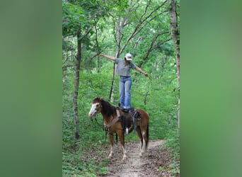 Draft Horse, Gelding, 9 years, 14,2 hh, Sabino