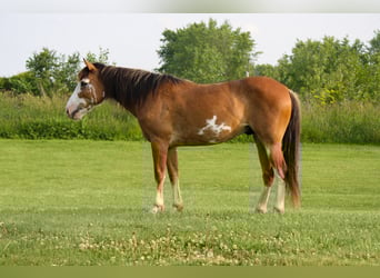 Draft Horse, Gelding, 9 years, 14,2 hh, Sabino