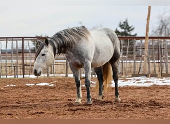 Draft Horse, Gelding, 9 years, 14,3 hh, Grey