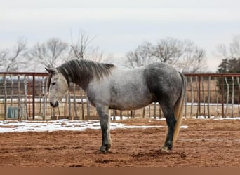 Draft Horse, Gelding, 9 years, 14,3 hh, Grey
