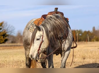 Draft Horse, Gelding, 9 years, 14,3 hh, Grey