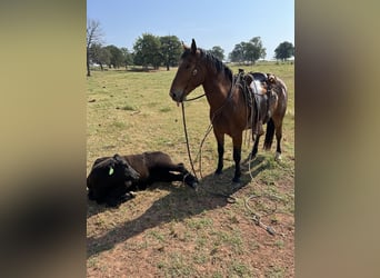 Draft Horse Mix, Gelding, 9 years, 15,2 hh, Bay