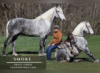 Draft Horse Mix, Gelding, 9 years, 15.2 hh, Grey-Dapple