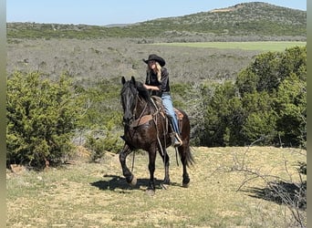 Draft Horse, Gelding, 9 years, 15.3 hh, Black