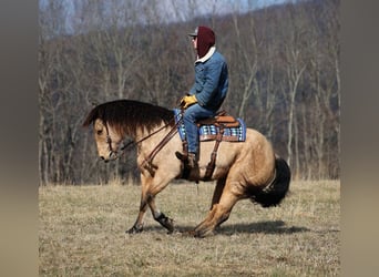 Draft Horse, Gelding, 9 years, 15.3 hh, Buckskin