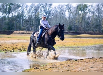 Draft Horse Mix, Gelding, 9 years, 15.3 hh, Roan-Blue