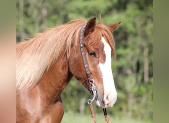 Draft Horse, Gelding, 9 years, 15.3 hh, Sorrel