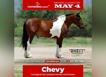 Draft Horse Mix, Gelding, 9 years, 15 hh, Pinto