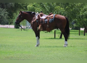 Draft Horse Mix, Gelding, 9 years, 15 hh, Pinto