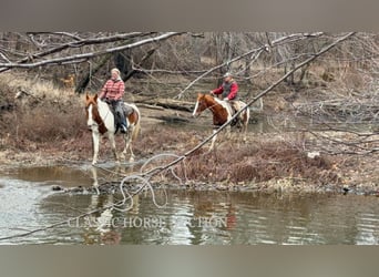 Draft Horse, Gelding, 9 years, 15 hh, Sorrel