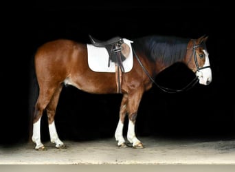 Draft Horse Mix, Gelding, 9 years, 15,1 hh, Bay