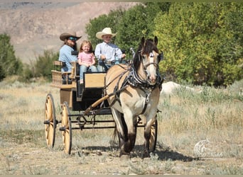 Draft Horse Mix, Gelding, 9 years, 15,1 hh, Buckskin