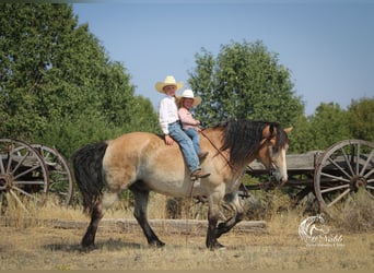 Draft Horse Mix, Gelding, 9 years, 15,1 hh, Buckskin