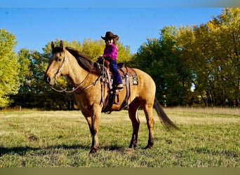 Draft Horse Mix, Gelding, 9 years, 16.1 hh, Buckskin