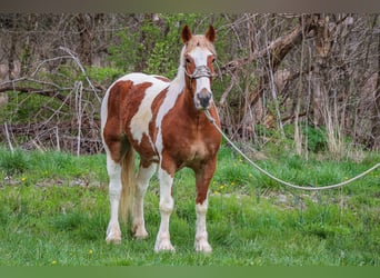 Draft Horse, Gelding, 9 years, 16.1 hh, Chestnut