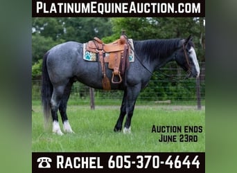 Draft Horse, Gelding, 9 years, 16.1 hh, Roan-Blue