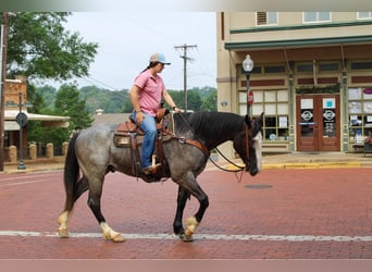 Draft Horse, Gelding, 9 years, 16.1 hh, Roan-Blue