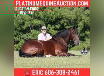 Draft Horse, Gelding, 9 years, 16.2 hh, Bay