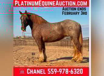 Draft Horse, Gelding, 9 years, 16.2 hh, Roan-Red