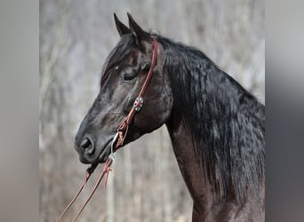 Draft Horse, Gelding, 9 years, 16 hh, Black