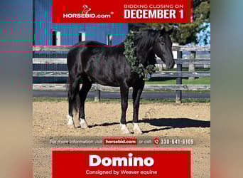 Draft Horse Mix, Gelding, 9 years, 16 hh, Black