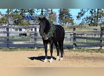 Draft Horse Mix, Gelding, 9 years, 16 hh, Black