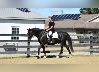 Draft Horse Mix, Gelding, 9 years, 16 hh, Black
