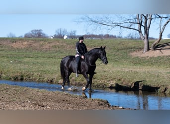 Draft Horse Mix, Gelding, 9 years, 16 hh, Black